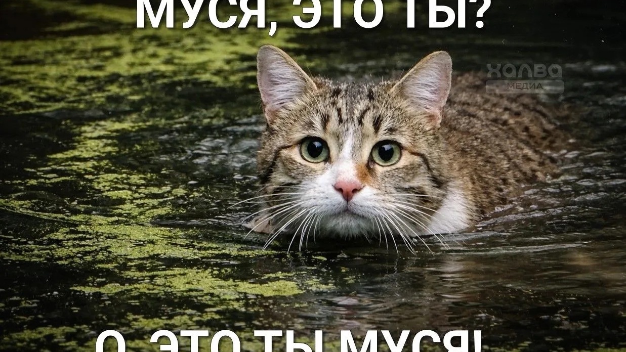 у меня нету идей для видеоподкиньте пж