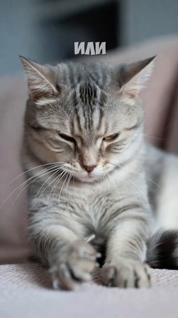 Позы котов которые объясняли учёные 👨🏫