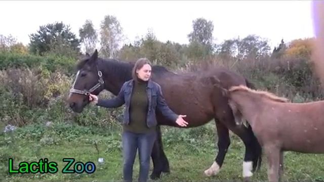 Видео-отзыв о Лактис Зоо от владельца лошадеи КСК Морозовка