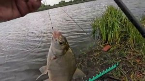 Тут есть разная рыба и судак и сазан, хорошая рыбалка