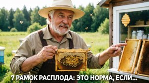 7 рамок расплода — и нет роения? Миф или реальность? Отвечает профессор Кашковский 🐝📏