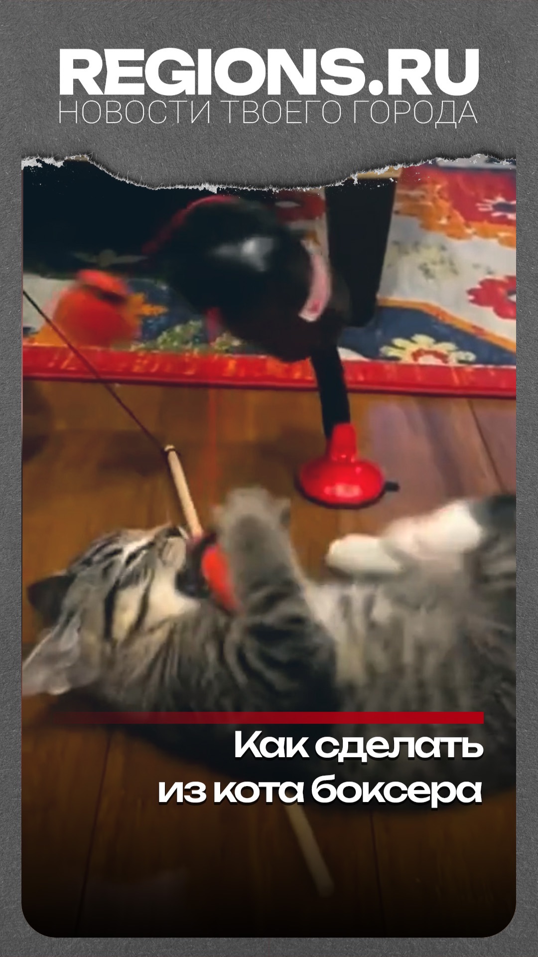 Как сделать из кота боксера