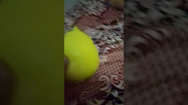неон кака