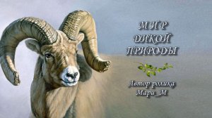 МИР дикой природы (ХУДОЖНИК. Пауль Крапф