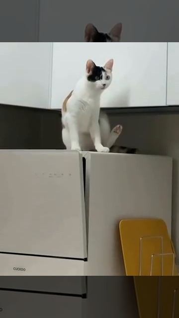 У вас тут кухня чешется 😹