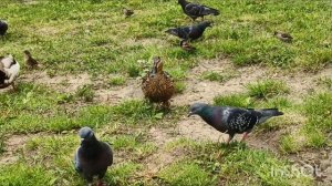 Решили покормить уток 🦆