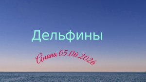 Анапа 05.06.2026 Дельфины