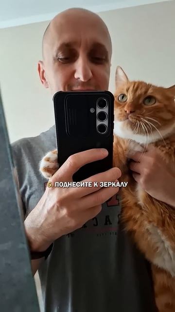 Пол кота коты