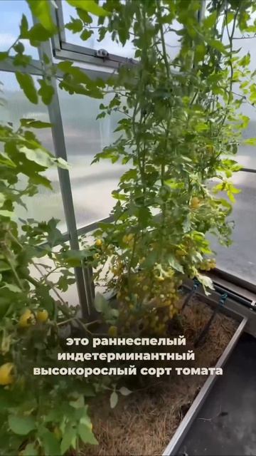 Черриберри - "Вау" с первого взгляда.