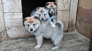 Щенки разошлись