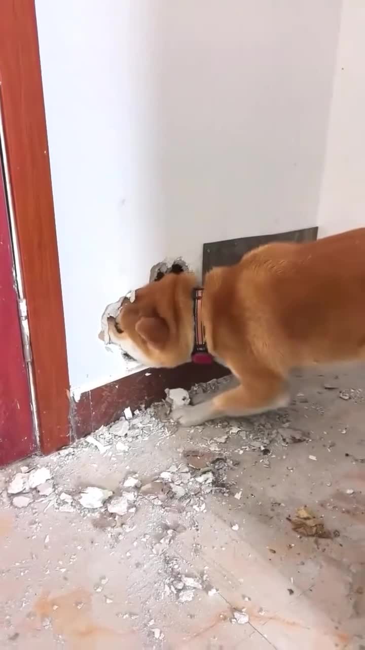 Милые животные видео