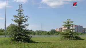 В День эколога — о масштабном озеленении Йошкар-Олы