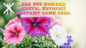 Сад без ножниц: цветы, которые убирают сами себя 🌸✨