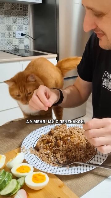Еда котов едакота