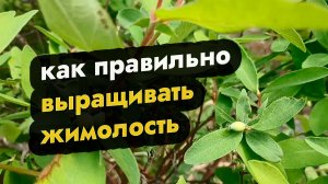 Как правильно ухаживать за жимолостью весной - выращивание жимолости