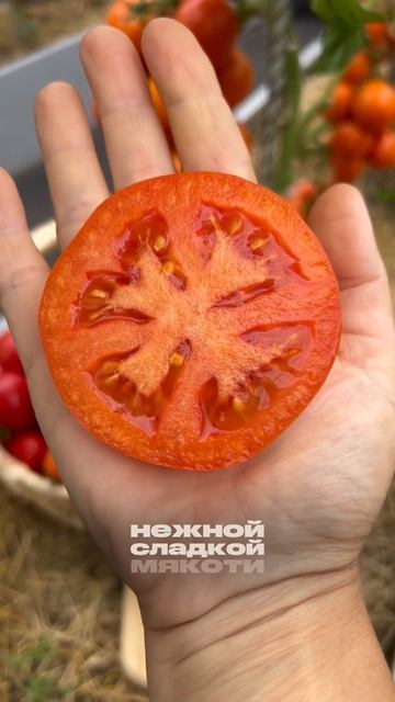 Топ 5 урожайных томатов.