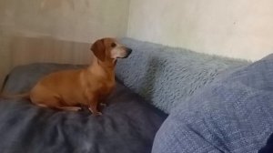 Как поймать комара?