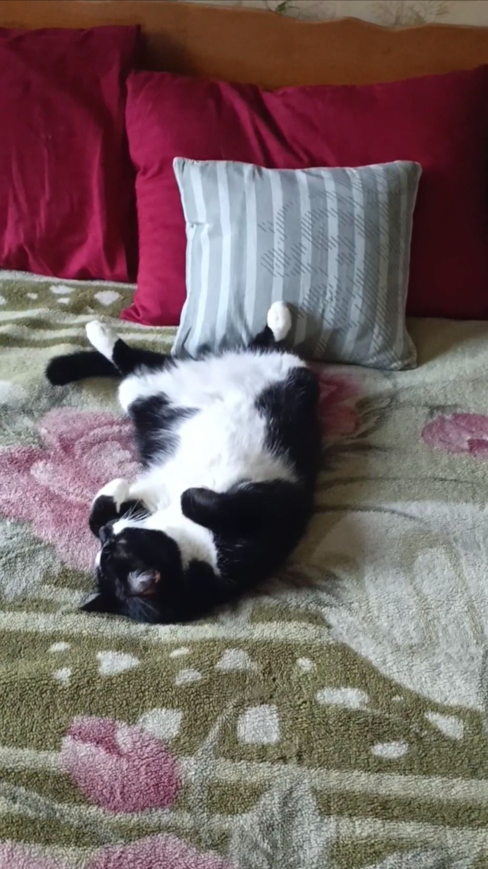 Завтрак кота Барсика. смотреть онлайн