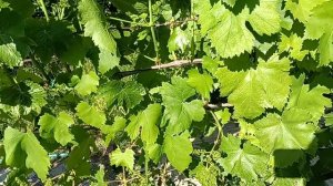 Внимание ! Антракноз на винограднике . Профилактические мероприятия.