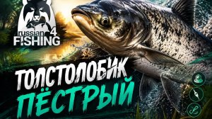[Фидер] Точка на «Толстолобик пёстрый» р. Сура [RF-4]
