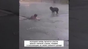 😭 Мужчина не успел спасти щенка из канавы, мама которого ждала рядом — в итоге он сел и заплакал
