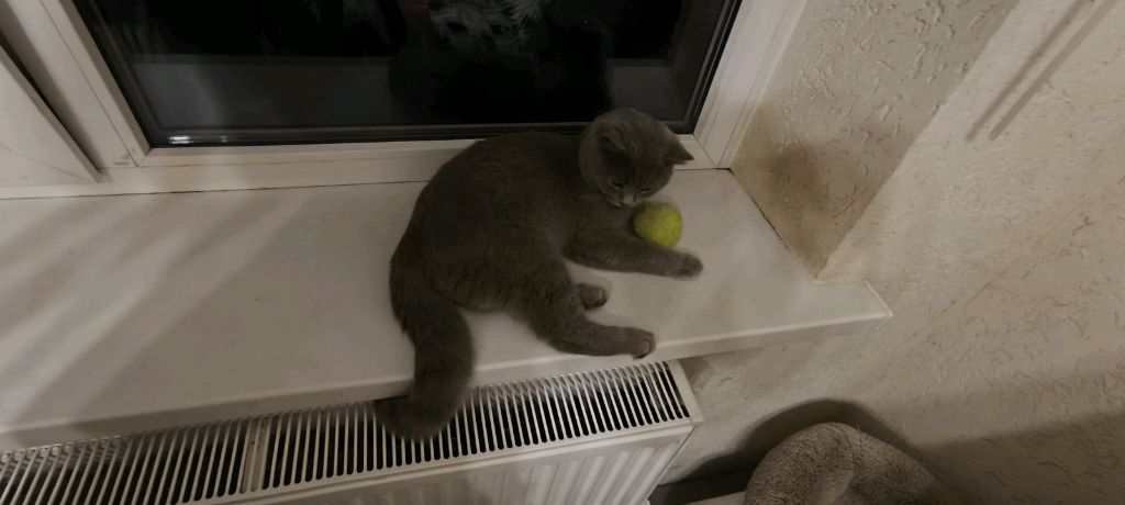 коржик кот смотреть онлайн