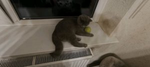 коржик кот