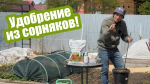 Настой травы: готовим зеленую бродиловку из сорняков