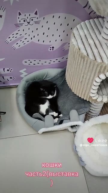 кошкивыставка
