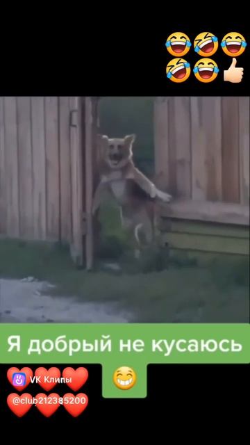 vkclips_20260525123944