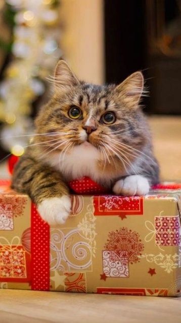 Мир кораблей. Подарки от Лесты на день рождения! Пассссиибо:)