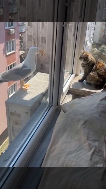 Побакланим? 🐧😺