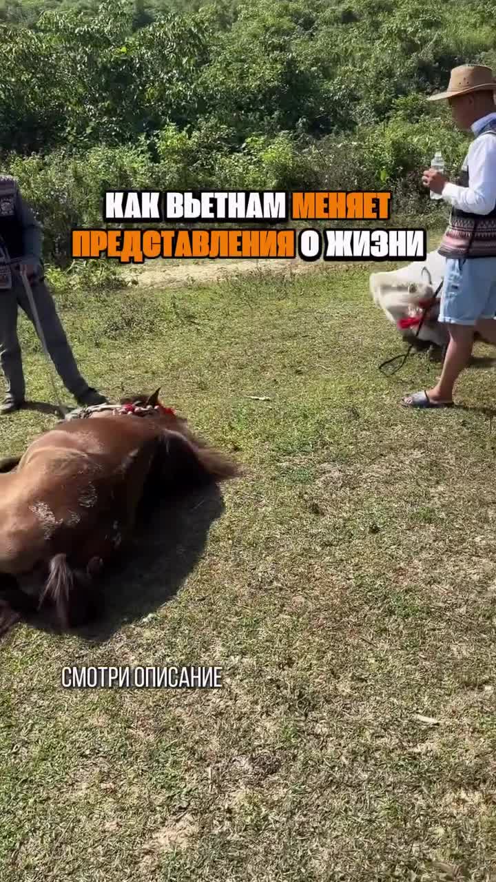  Вьетнам шокирует с первого дня своим невероятным контрастом. Здесь сумасшедший бурлящий хао...