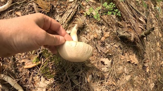 ОТец ищет грибы 04 06 26г Нашел немного