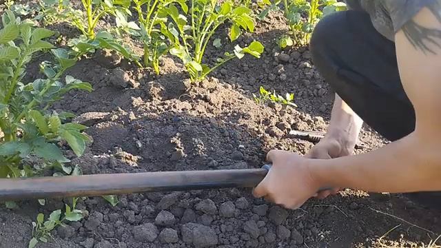 Капельный полив под картошку своими руками первый опыт