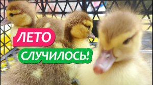 1000 серия 3-4 июня Лето пришло  Обход участка  Наши новости