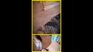 1000061040.mp4 (Собака наблюдает за укладкой пола из фанеры на 2-ом этаже в доме А-фрейм)