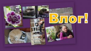ВЛОГ: ЧТО С ПОЛКОЙ?  УДИВИТЕЛЬНЫЕ ГОСТИ! ДЕЛА ПУШИСТЫЕ И КРАСОТА!