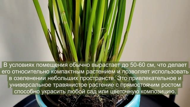 Циперус Хаспан Cyperus Haspan - карликовый папирус