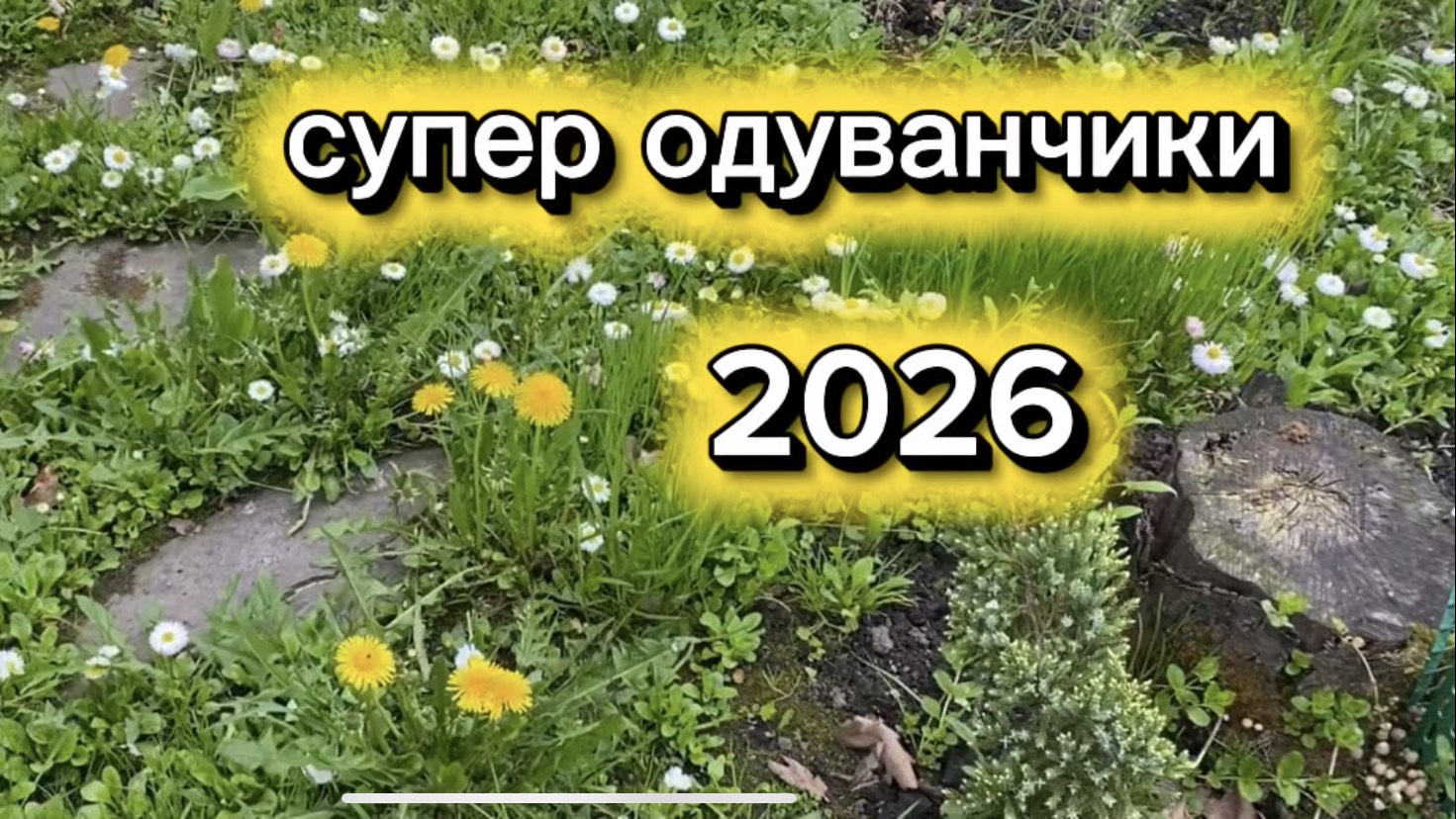 Одуванчики в сезоне 2026 просто суперские...