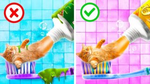 Я спасла бездомного котенка! Лайфхаки для владельцев животных!