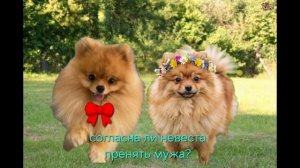 свадьба с Эли