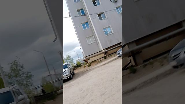 мишадведь