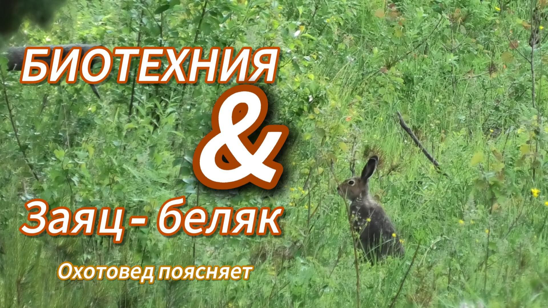 Биотехния и заяц беляк смотреть онлайн