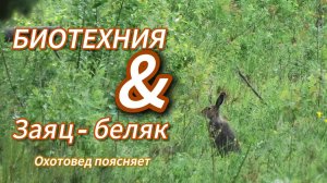 Биотехния и заяц беляк