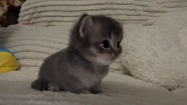 котенок смотреть онлайн