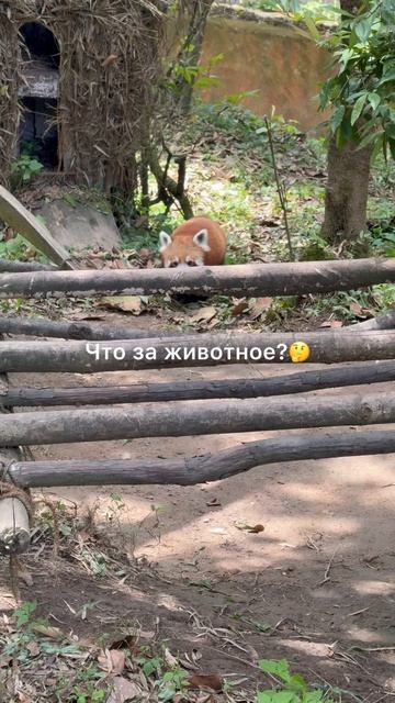 Что за животное? смотреть онлайн