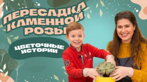 Инструкция по идеальной пересадке каменной розы. Цветочные истории