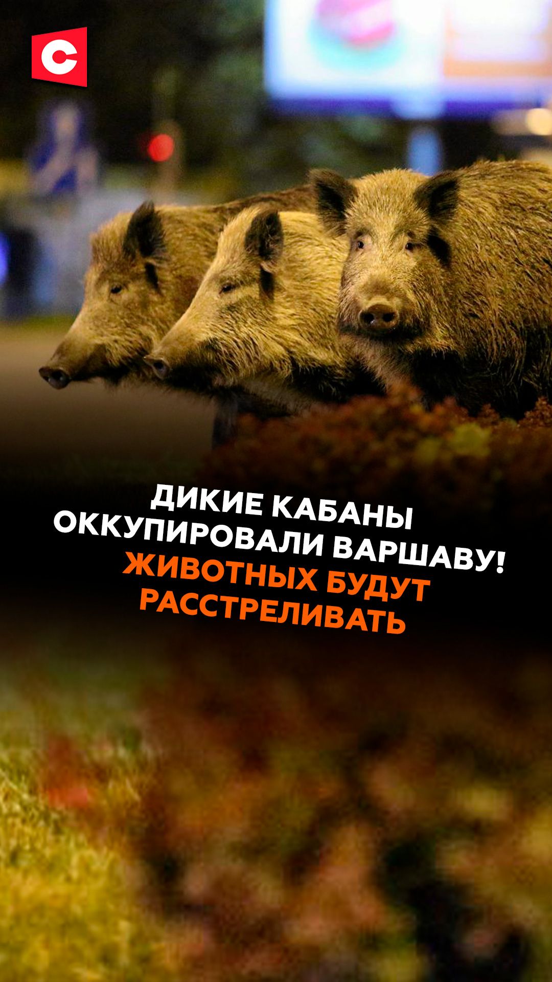 Дикие кабаны оккупировали Варшаву! Животных будут расстреливать