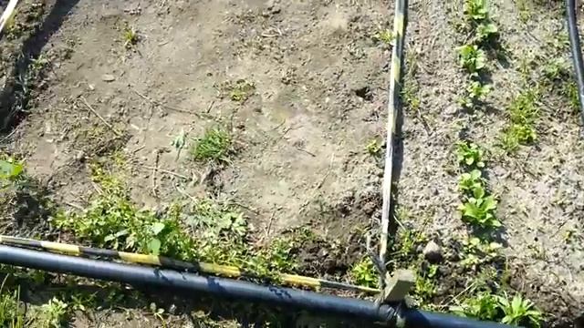 Дешевый капельный полив на участке своими руками